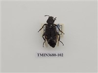 藏品(埋葬蟲)的圖片